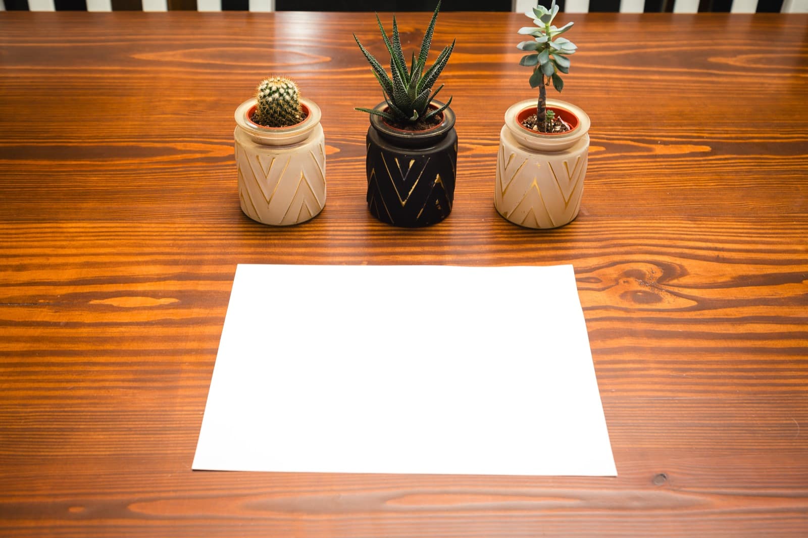A white sheet of paper on a wooden table with three small potted plants